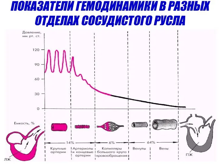 ПОКАЗАТЕЛИ ГЕМОДИНАМИКИ В РАЗНЫХ ОТДЕЛАХ СОСУДИСТОГО РУСЛА