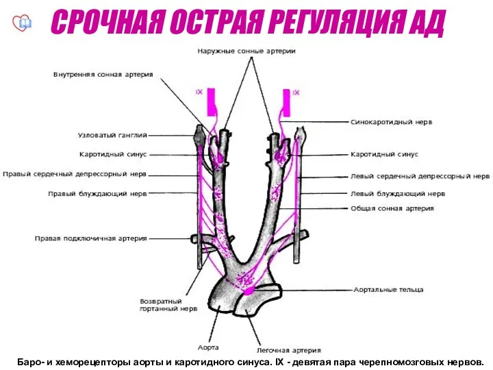 Срочная (острая) регуляция артериального давления Баро- и хеморецепторы аорты и каротидного синуса. IX