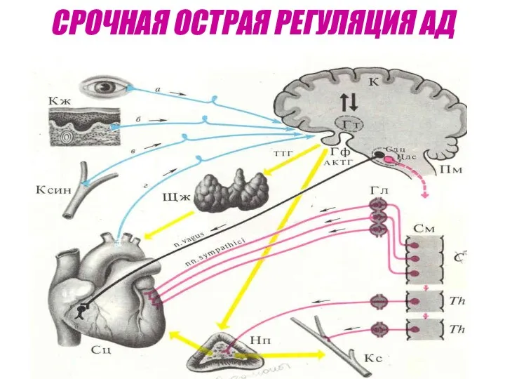 СРОЧНАЯ ОСТРАЯ РЕГУЛЯЦИЯ АД