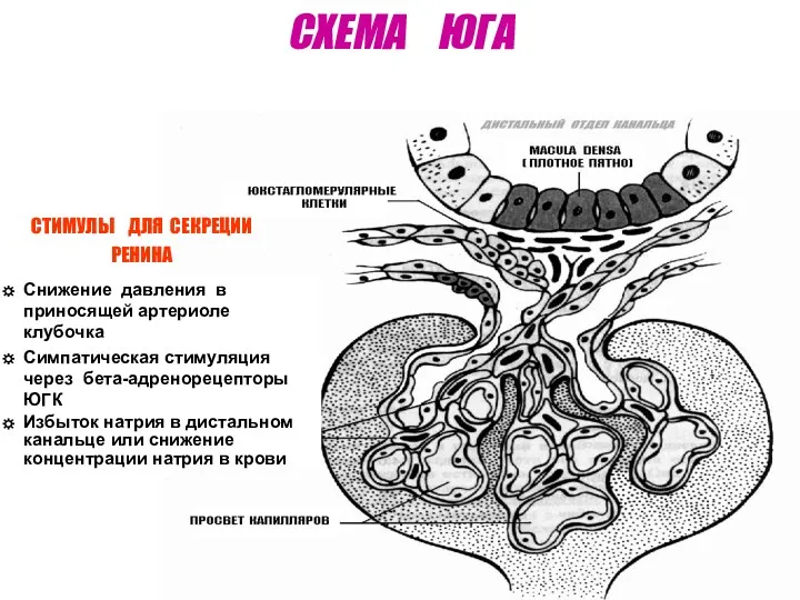 СХЕМА ЮГА СТИМУЛЫ ДЛЯ СЕКРЕЦИИ РЕНИНА Снижение давления в приносящей