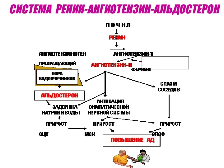 СИСТЕМА РЕНИН-АНГИОТЕНЗИН-АЛЬДОСТЕРОН