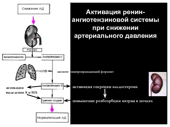 активация секреции альдостерона ангиотензинпревращающий фермент повышение реабсорбции натрия в почках