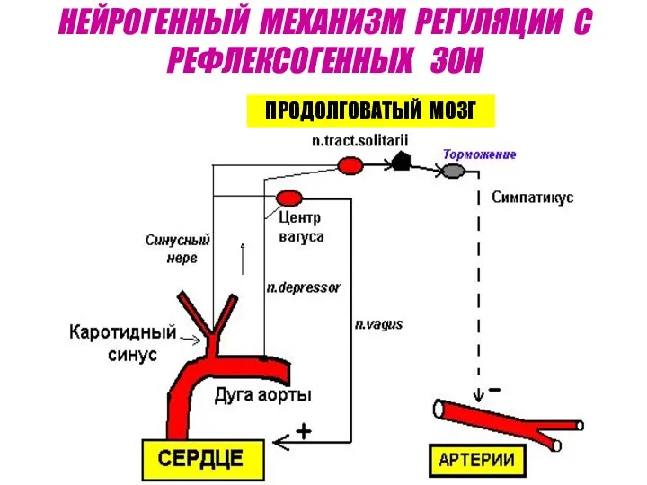 НЕЙРОГЕННЫЙ МЕХАНИЗМ РЕГУЛЯЦИИ С РЕФЛЕКСОГЕННЫХ ЗОН ПРОДОЛГОВАТЫЙ МОЗГ