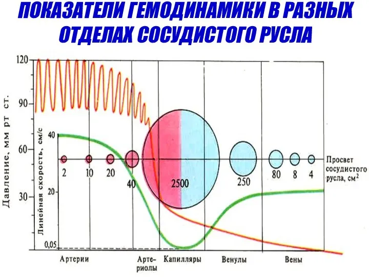 Q Р S V ПОКАЗАТЕЛИ ГЕМОДИНАМИКИ В РАЗНЫХ ОТДЕЛАХ СОСУДИСТОГО РУСЛА