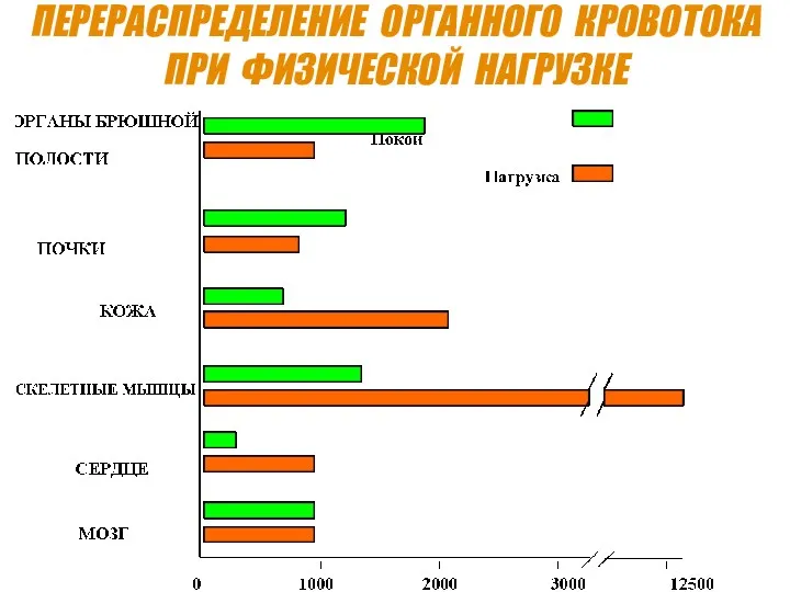 ПЕРЕРАСПРЕДЕЛЕНИЕ ОРГАННОГО КРОВОТОКА ПРИ ФИЗИЧЕСКОЙ НАГРУЗКЕ