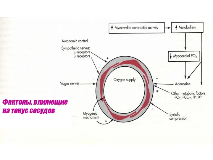 Факторы, влияющие на тонус сосудов