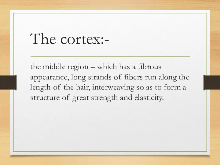 The cortex:- the middle region – which has a fibrous