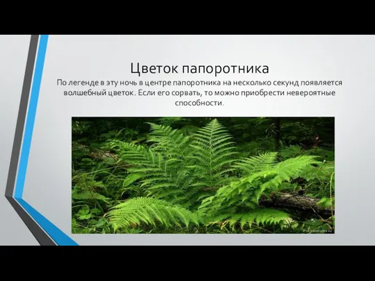 Цветок папоротника По легенде в эту ночь в центре папоротника