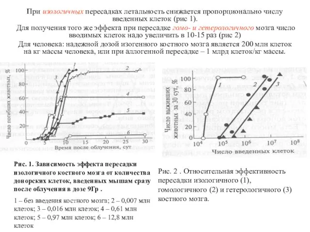 При изологичных пересадках летальность снижается пропорционально числу введенных клеток (рис