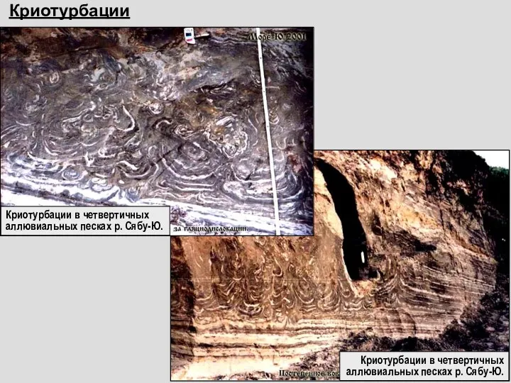 Криотурбации Криотурбации в четвертичных аллювиальных песках р. Сябу-Ю. Криотурбации в четвертичных аллювиальных песках р. Сябу-Ю.