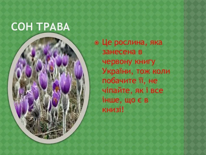 СОН ТРАВА Це рослина, яка занесена в червону книгу України,