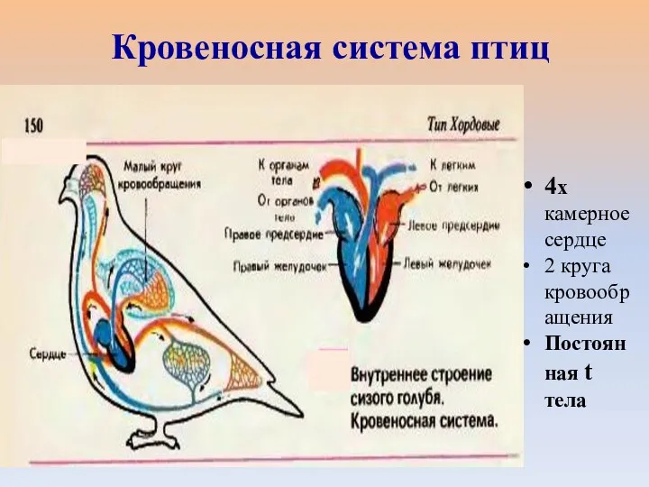 4х камерное сердце 2 круга кровообращения Постоянная t тела Кровеносная система птиц