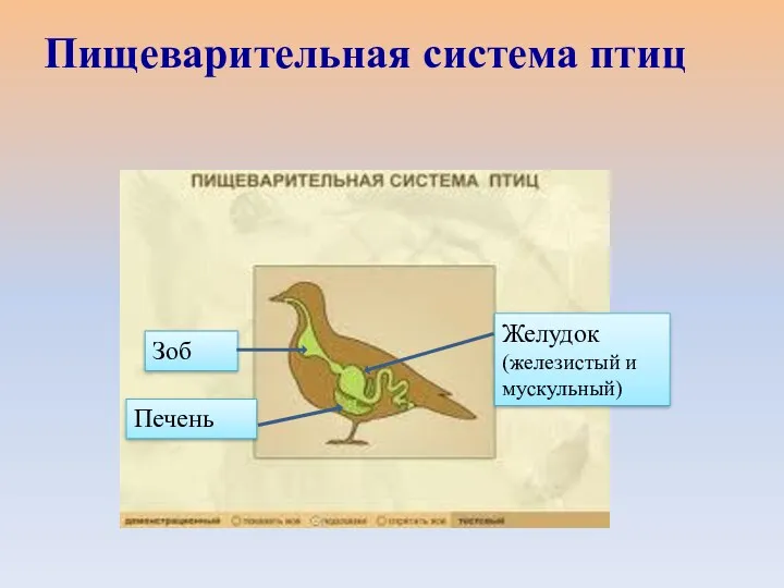 Зоб Желудок (железистый и мускульный) Печень Пищеварительная система птиц
