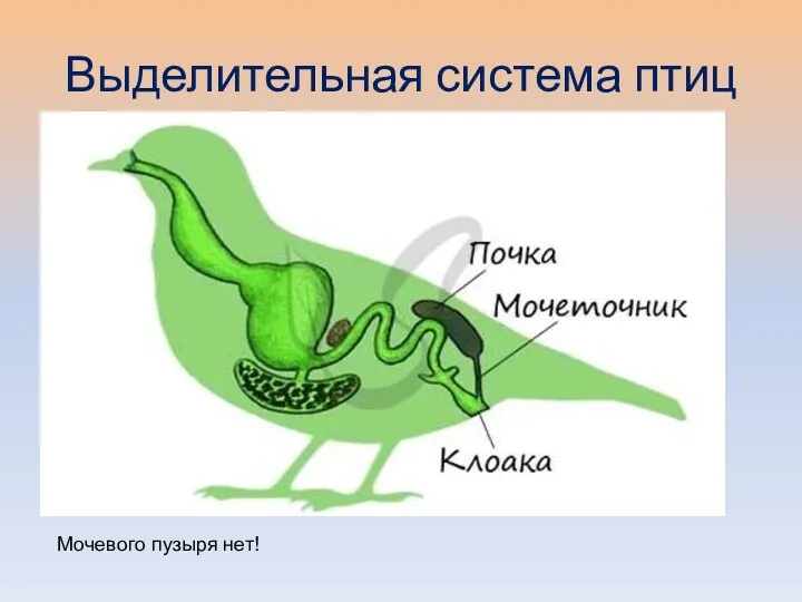 Выделительная система птиц Мочевого пузыря нет!