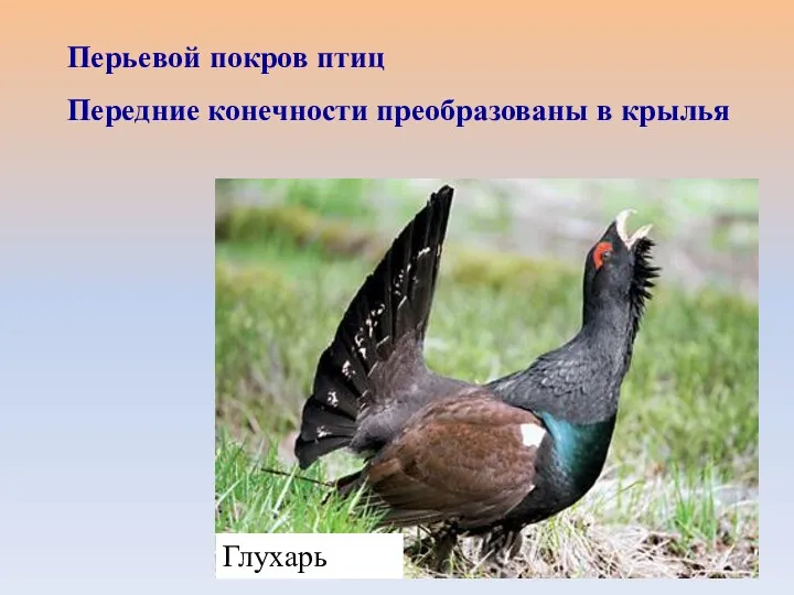 Глухарь Перьевой покров птиц Передние конечности преобразованы в крылья