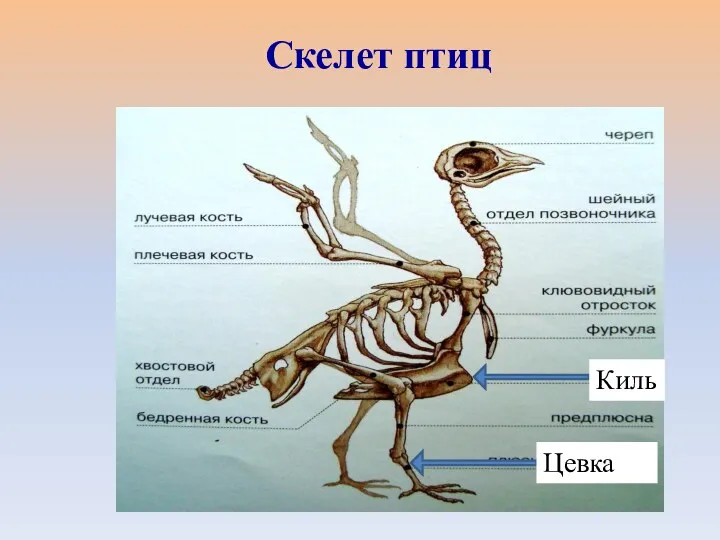 Киль Цевка Скелет птиц