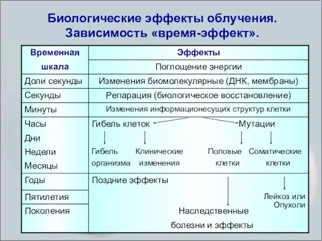 Биологические эффекты облучения. Зависимость «время-эффект».