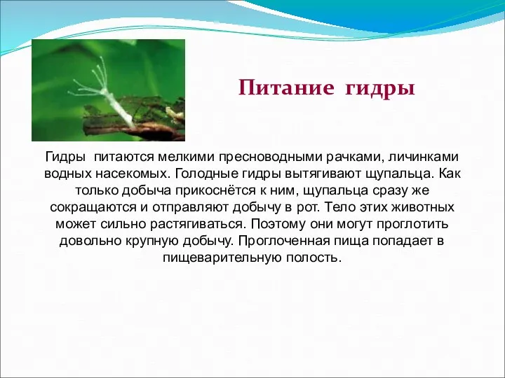 Гидры питаются мелкими пресноводными рачками, личинками водных насекомых. Голодные гидры