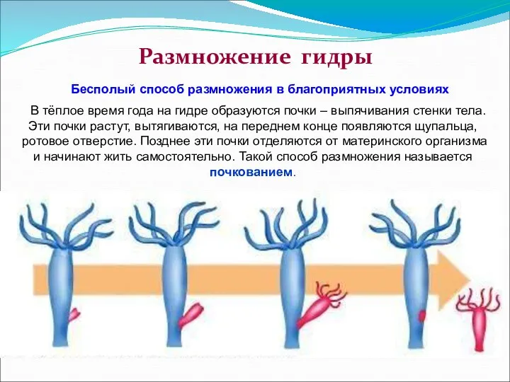 Бесполый способ размножения в благоприятных условиях В тёплое время года