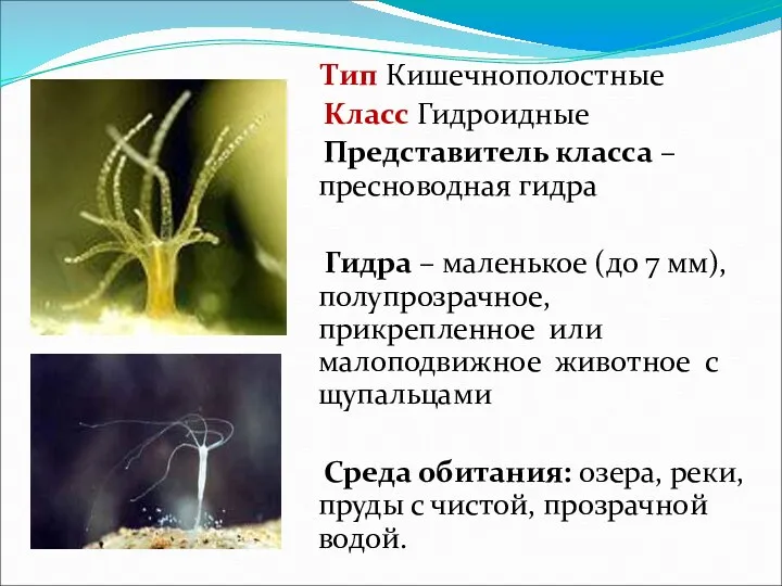 Тип Кишечнополостные Класс Гидроидные Представитель класса – пресноводная гидра Гидра