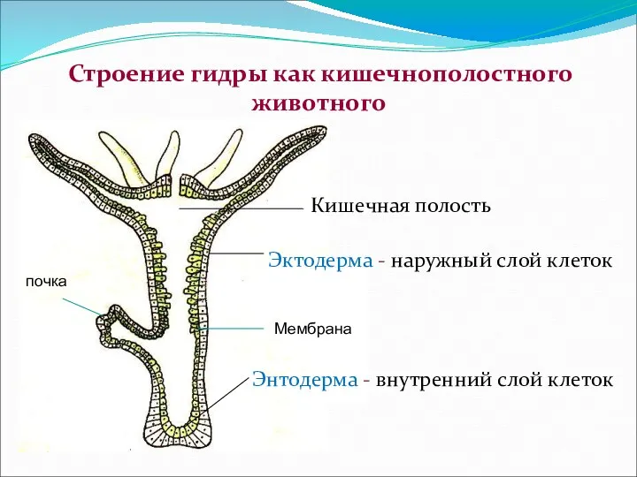 Строение гидры как кишечнополостного животного Кишечная полость Эктодерма - наружный