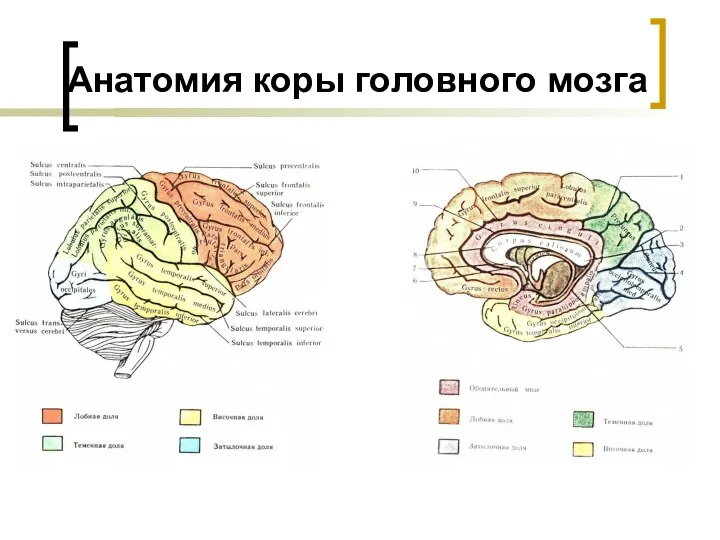 Анатомия коры головного мозга
