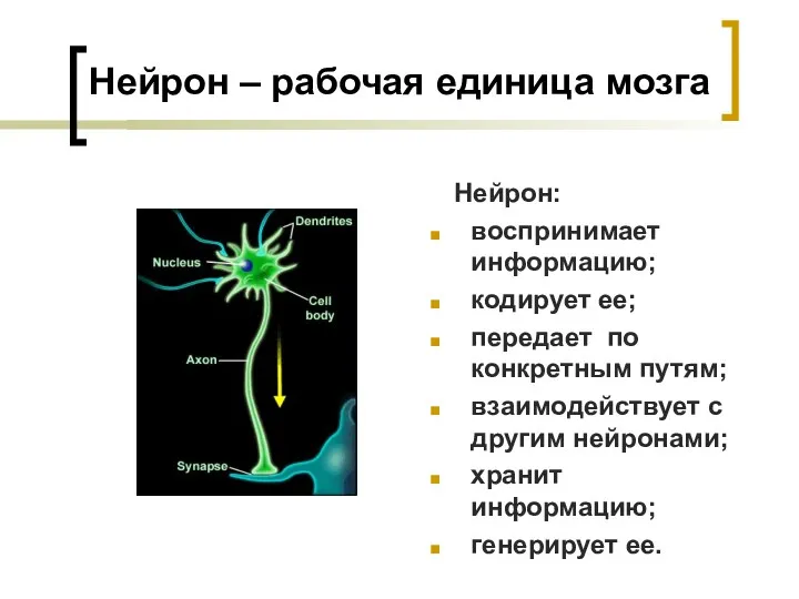 Нейрон – рабочая единица мозга Нейрон: воспринимает информацию; кодирует ее; передает по конкретным