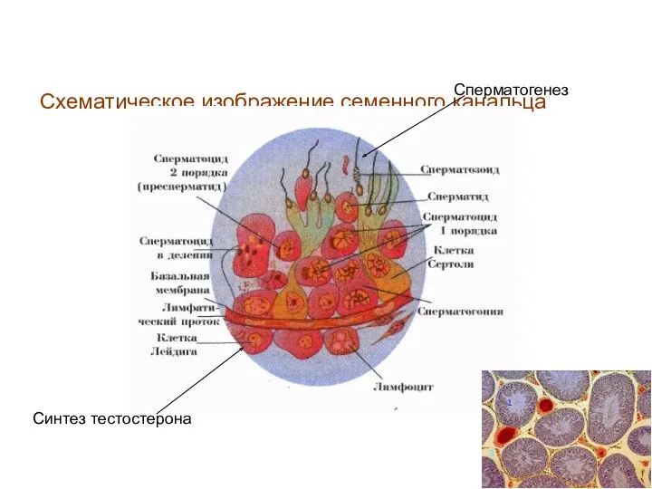 Схематическое изображение семенного канальца Синтез тестостерона Сперматогенез