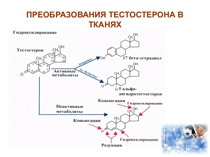 ПРЕОБРАЗОВАНИЯ ТЕСТОСТЕРОНА В ТКАНЯХ