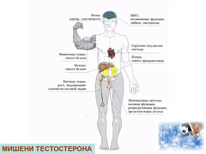 МИШЕНИ ТЕСТОСТЕРОНА