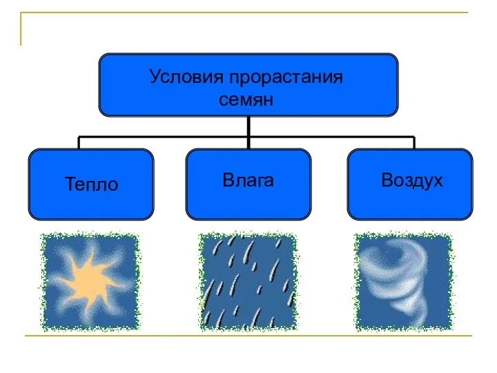 Условия прорастания семян Тепло Влага Воздух