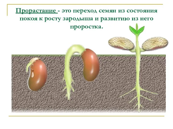 Прорастание - это переход семян из состояния покоя к росту зародыша и развитию из него проростка.
