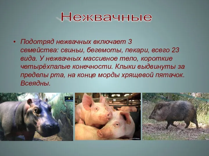 Подотряд нежвачных включает 3 семейства: свиньи, бегемоты, пекари, всего 23 вида. У нежвачных