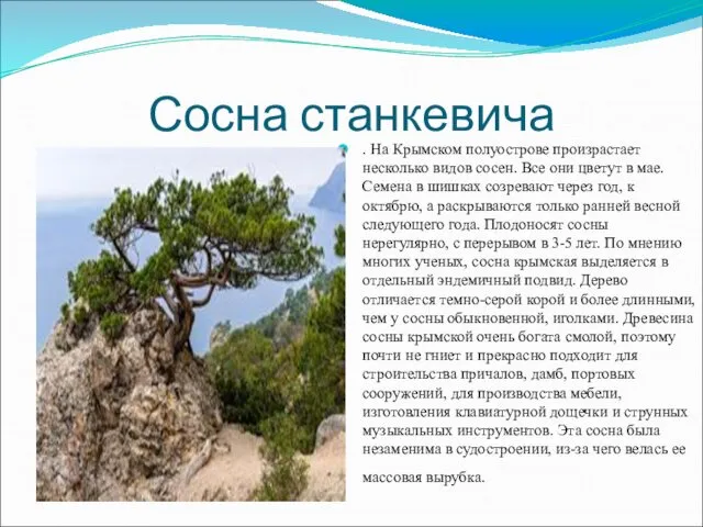 Сосна станкевича . На Крымском полуострове произрастает несколько видов сосен.