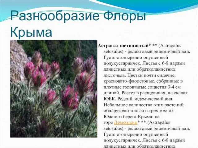 Разнообразие Флоры Крыма Астрагал щетинистый* ** (Astragalus setosulus) - реликтовый