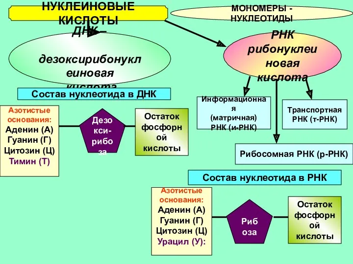 НУКЛЕИНОВЫЕ КИСЛОТЫ МОНОМЕРЫ - НУКЛЕОТИДЫ ДНК – дезоксирибонуклеиновая кислота РНК