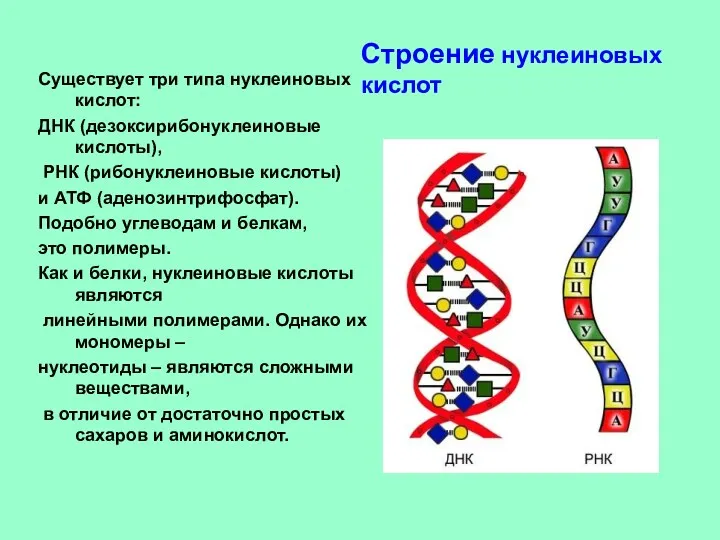 Существует три типа нуклеиновых кислот: ДНК (дезоксирибонуклеиновые кислоты), РНК (рибонуклеиновые