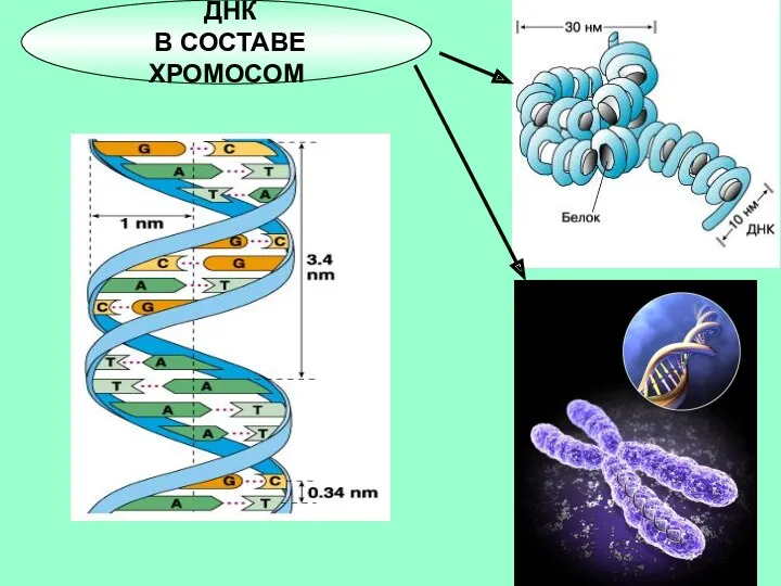 ДНК В СОСТАВЕ ХРОМОСОМ