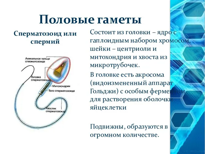 Половые гаметы Сперматозоид или спермий Состоит из головки – ядро с гаплоидным набором