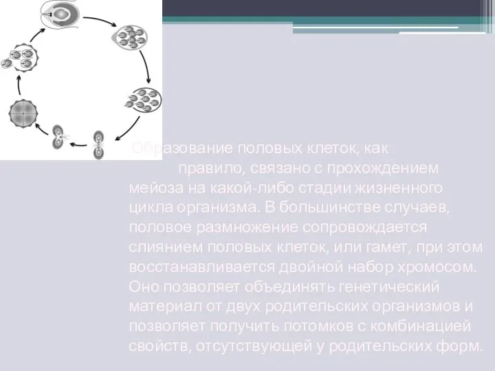 Образование половых клеток, как правило, связано с прохождением мейоза на