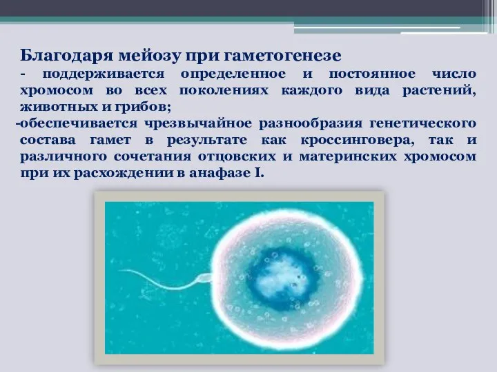 Благодаря мейозу при гаметогенезе - поддерживается определенное и постоянное число