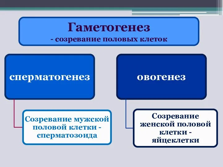 Гаметогенез - созревание половых клеток