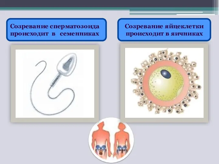 Созревание сперматозоида происходит в семенниках Созревание яйцеклетки происходит в яичниках