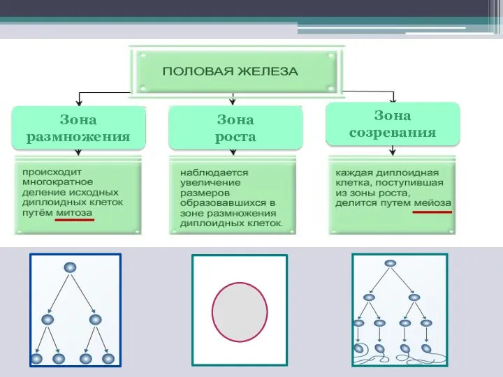 Зона размножения Зона роста Зона созревания