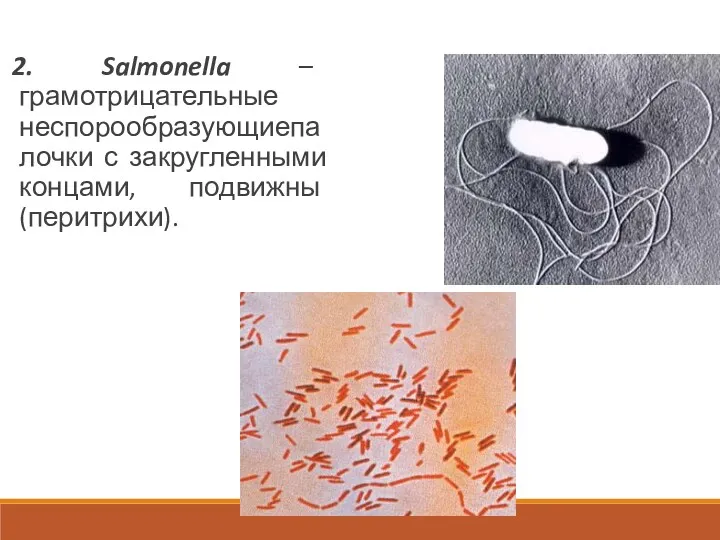 2. Salmonella – грамотрицательные неспорообразующиепалочки с закругленными концами, подвижны (перитрихи).
