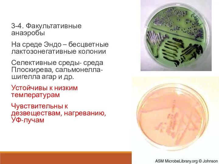 3-4. Факультативные анаэробы На среде Эндо – бесцветные лактозонегативные колонии Селективные среды- среда