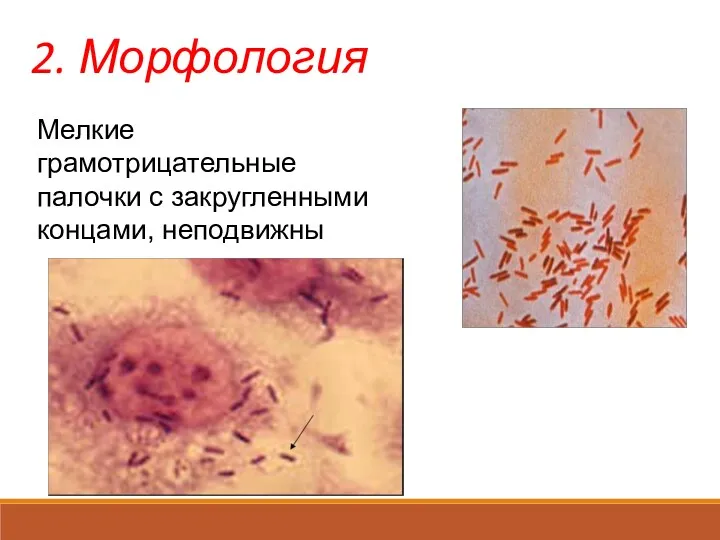 2. Морфология Мелкие грамотрицательные палочки с закругленными концами, неподвижны