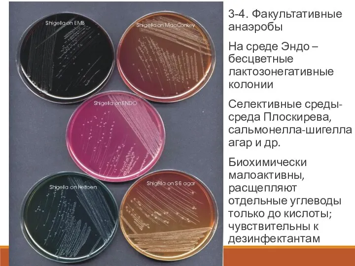 3-4. Факультативные анаэробы На среде Эндо – бесцветные лактозонегативные колонии Селективные среды- среда