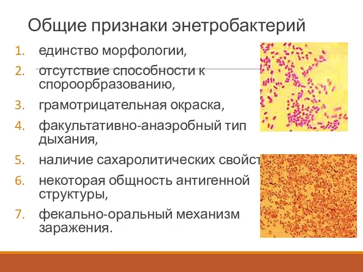 Общие признаки энетробактерий единство морфологии, отсутствие способности к спороорбразованию, грамотрицательная окраска, факультативно-анаэробный тип