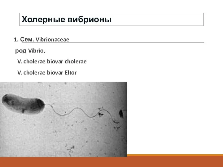 1. Сем. Vibrionaceae род Vibrio, V. cholerae biovar cholerae V. cholerae biovar Eltor Холерные вибрионы